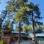 Hazard tree removal
