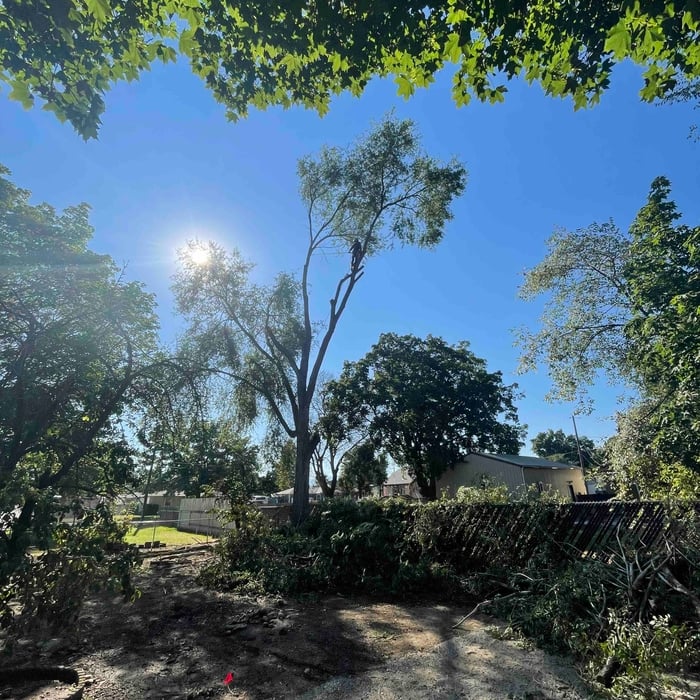 Tree removal