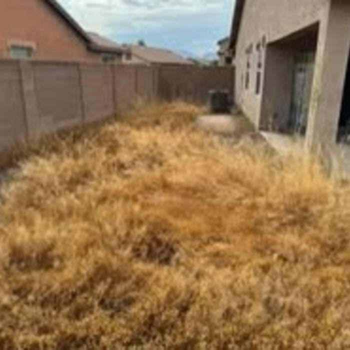 before- entire back yard was like this