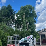 This was at the end of the first day with the branches cut off the first two trees and my Spider Lift in client’s driveway