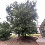 Tree Service Project