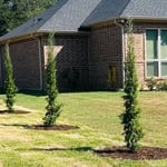 Installed multiple trees to the front side yard between customer and other homeowner for additional privacy. installed hardwood mulch for the finishing