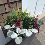 Outdoor Container design