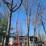 Tree removal and trimming