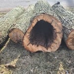 Tree removal and trimming
