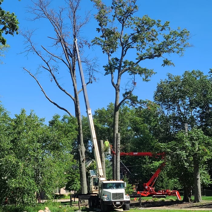 Tree removal and trimming