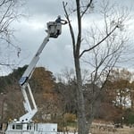 Tree Work