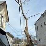 Tree Removak