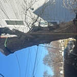 Tree Removak