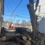 Tree Removak