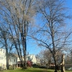 Tree Service Project