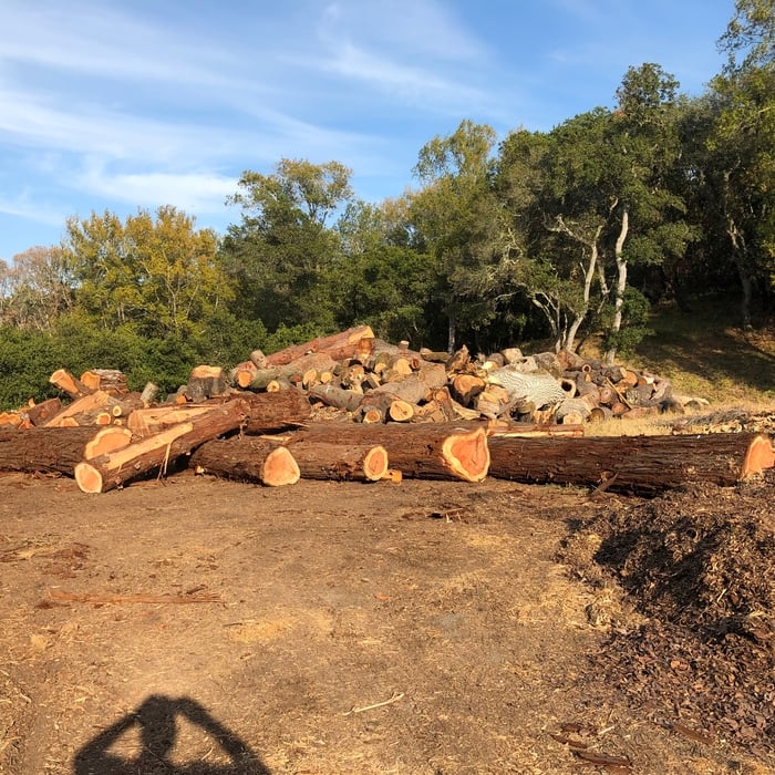At the log storage site, soon after the redwood logs would be reclaimed and turned into siding and fascia boards.