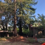 Prior to removal, the Tree was located close to the home.