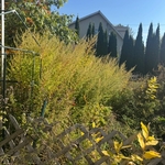 Garden bed 1