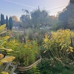 Garden bed 2
