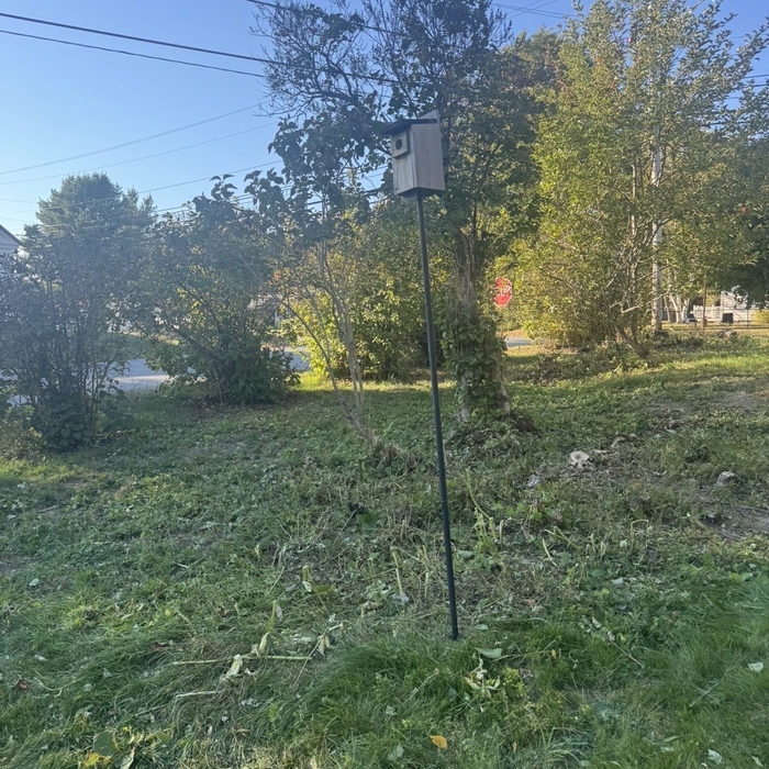 Back yard