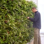 Green Walls