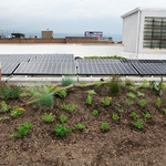 Green Roofs