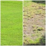 Treated vs Untreated Zoysia