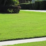 A beautiful Zoysia grass lawn