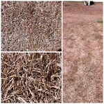 Drought Stress in St Augustine Grass