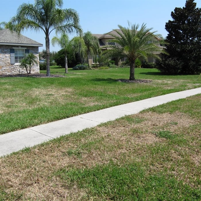 What do you think damaged this St Augustine grass?