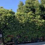 Landscaping Project