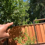 Landscaping /Fence project