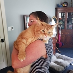 Beautiful Maine Coon kitty we moved them 4 years ago.