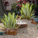 Long Beach Xeriscape