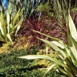 Front Yard Planter Arrangement