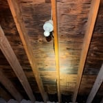 Black attic mold before
