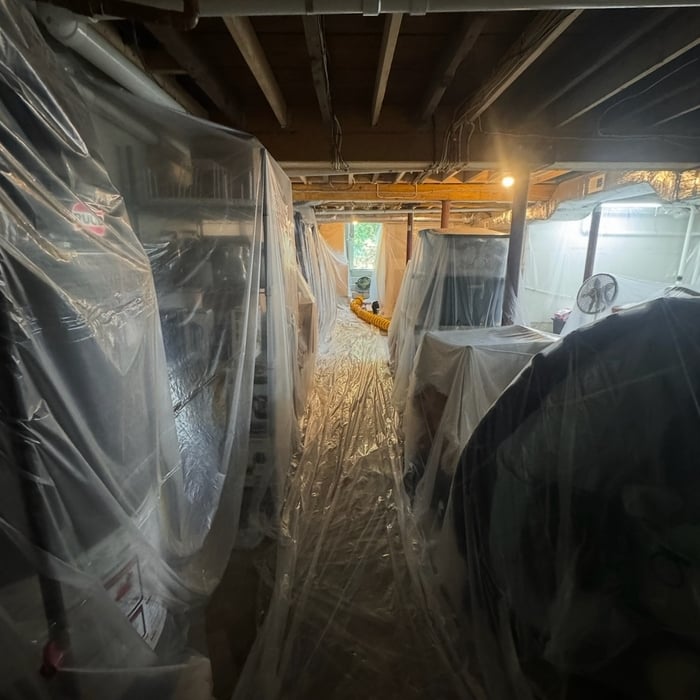Basement mold 2 before