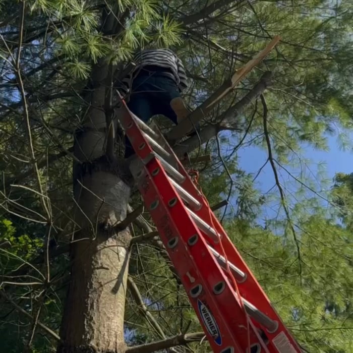 Tree Trimming & Cleanup