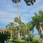Tree Service Project