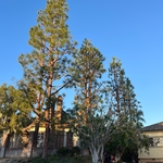 Pine trees pruning
