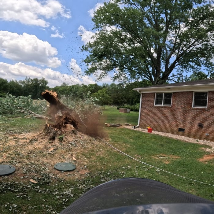 Tree Removal