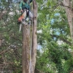 Tree Removal