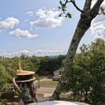 Tree Removal
