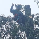 Tree Removal