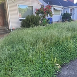 Overgrown yard cleanup