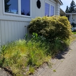 OverGrown yard and flower beds