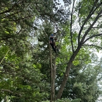 Tree Service Project