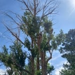 Tree Service Project