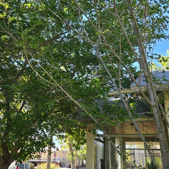 Tree Service Project