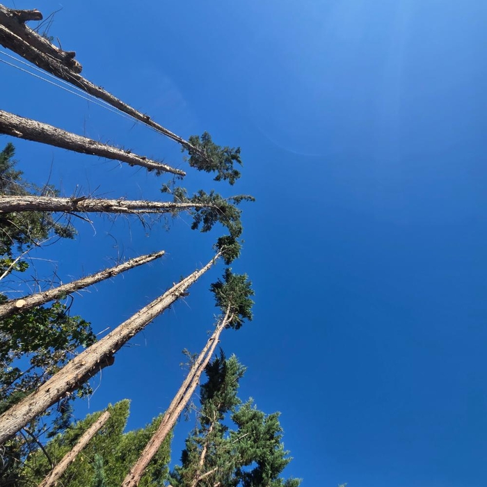 Juniper Removal