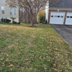 leaf cleanup