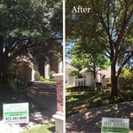 Tree Trimming