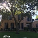 Tree Service