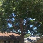 Tree Trimming